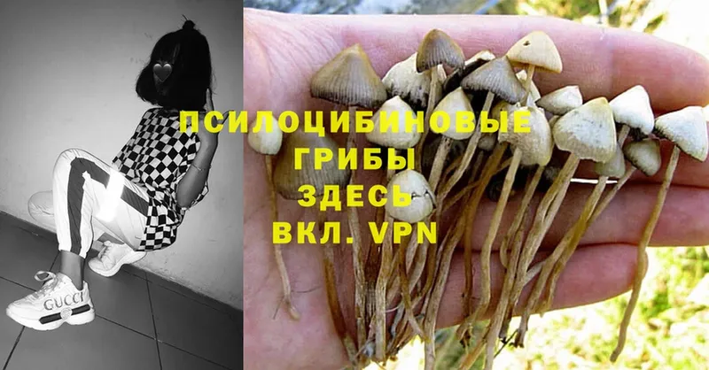 Галлюциногенные грибы Psilocybine cubensis  Зерноград 